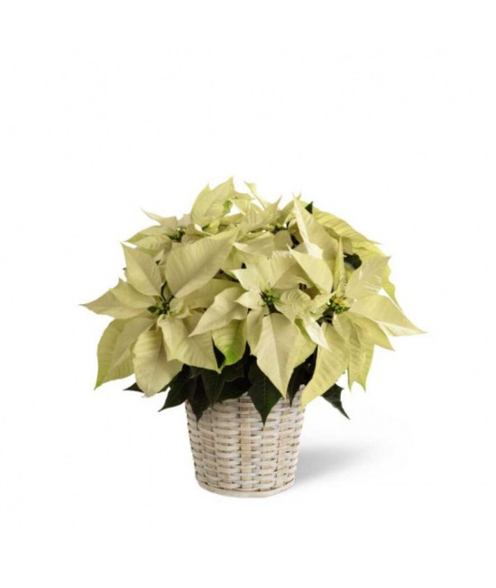 White Poinsettia - 6 inches